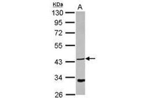 Image no. 1 for anti-NDRG Family Member 4 (NDRG4) (AA 1-214) antibody (ABIN1499656)
