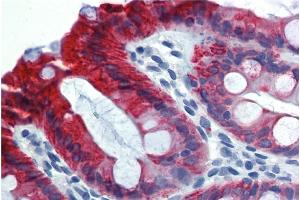 Immunohistochemistry staining of human colon (paraffin-embedded sections) with anti-Cytokeratin 18 (C-04).