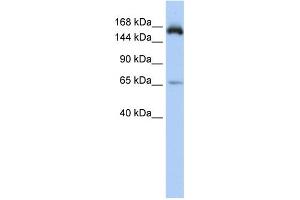 WB Suggested Anti-KIAA0460 Antibody Titration: 0. (RPRD2 anticorps  (Middle Region))