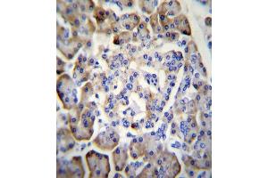 MDK Antibody (C-term) (ABIN656014 and ABIN2845390) immunohistochemistry analysis in formalin fixed and paraffin embedded human pancreas tissue followed by peroxidase conjugation of the secondary antibody and DAB staining. (Midkine anticorps  (C-Term))