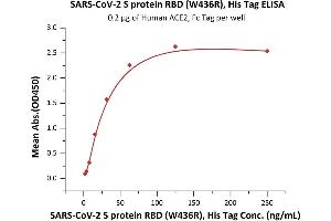 Immobilized Human ACE2, Fc Tag (ABIN6952465) at 2 μg/mL (100 μL/well) can bind SARS-CoV-2 S protein RBD (W436R), His Tag (ABIN6952632) with a linear range of 2-31 ng/mL (QC tested).
