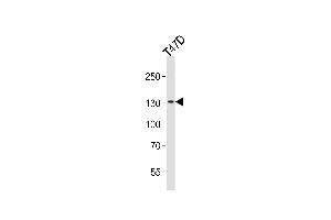 Western blot analysis of lysate from T47D cell line, using ATAD2 Antibody (N-term) (ABIN656997 and ABIN2846177). (ATAD2 anticorps  (N-Term))