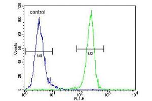 Flow cytometric analysis of MDA-MB435 cells (right histogram) compared to a negative control cell (left histogram). (VEGFR2/CD309 anticorps  (C-Term))