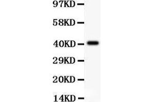 Anti-SCP3 Picoband antibody,  All lanes: Anti SCP3  at 0. (SYCP3 anticorps  (AA 18-223))