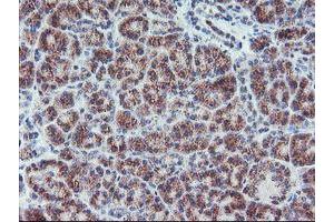 Image no. 8 for anti-Archain 1 (ARCN1) antibody (ABIN1497571)