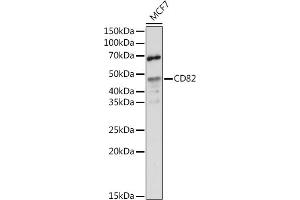 Western blot analysis of extracts of MCF7 cells, using CD82 antibody (ABIN6131855, ABIN6138233, ABIN6138234 and ABIN6218884) at 1:500 dilution. (CD82 anticorps  (C-Term))