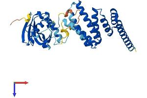 AlphaFold protein structure predicition of Mouse Recombinant Aipl1 Protein, UniprotID Q924K1