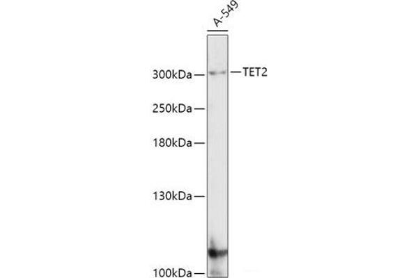 TET2 anticorps