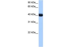 Western Blotting (WB) image for anti-Casein Kinase 1, gamma 3 (CSNK1G3) antibody (ABIN2463492) (CSNK1G3 anticorps)