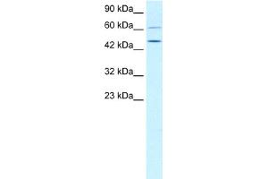 WB Suggested Anti-TBX19 Antibody Titration:  0.