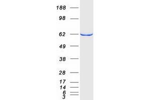 Validation with Western Blot