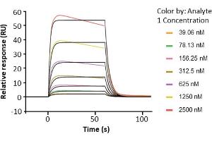 Assessment of binding of human Fc gamma RIIa / CD32a (167H), immobilized on a CM5 chip via an anti-His antibody, to anti-HER2 human IgG1 (trastuzumab) using a Biacore 8K instrument.