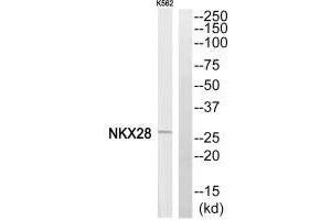 Western blot analysis of extracts from K562 cells, using NKX28 antibody. (NKX2-8 anticorps  (N-Term))