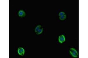 Immunofluorescent analysis of HepG2 cells using ABIN7175557 at dilution of 1:100 and Alexa Fluor 488-congugated AffiniPure Goat Anti-Rabbit IgG(H+L)