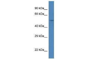 Western Blot showing Srpx antibody used at a concentration of 1. (SRPX anticorps  (C-Term))
