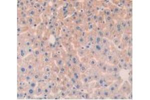 IHC-P analysis of Mouse Liver Tissue, with DAB staining. (Angiopoietin 1 anticorps  (AA 253-429))