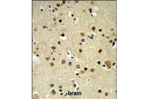 CBX1 Antibody IHC analysis in formalin fixed and paraffin embedded brain tissue followed by peroxidase conjugation of the secondary antibody and DAB staining. (CBX1 anticorps  (C-Term))