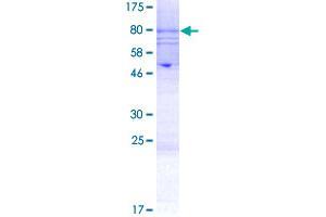 Image no. 1 for Potassium Inwardly-Rectifying Channel, Subfamily J, Member 4 (KCNJ4) (AA 1-445) protein (GST tag) (ABIN1308449)