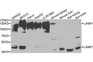 Western blot analysis of extracts of various cell lines, using LAMP1 antibody. (LAMP1 anticorps  (AA 80-280))