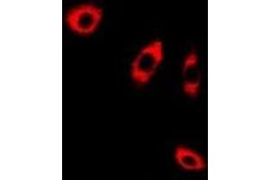 Immunofluorescent analysis of ANXA8L2 staining in A549 cells. (ANXA8L2 anticorps)