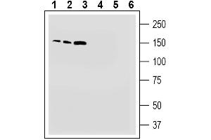 Western blot analysis of human  monocytic leukemia cell line lysate (lanes 1 and 4), human  promyelocytic leukemia cell line lysate (lanes 2 and 5) and human 132N1 astrocytoma cell line lysate (lanes 3 and 6): 1-3. (TMC1 anticorps  (Extracellular))