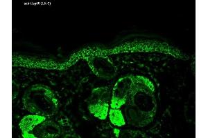 Immunohistochemistry analysis using Mouse Anti-Hsp60 Monoclonal Antibody, Clone LK-2 (ABIN361786 and ABIN361787). (HSPD1 anticorps)