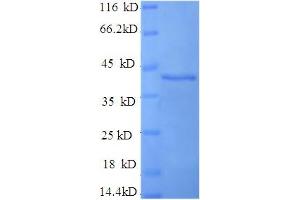SDS-PAGE (SDS) image for D-Amino Acid Oxidase Activator (DAOA) (AA 1-153), (full length) protein (GST tag) (ABIN5709383) (DAOA Protein (AA 1-153, full length) (GST tag))