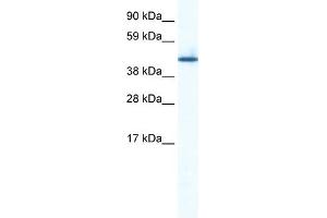 WB Suggested Anti-ZNF557 Antibody Titration:  0. (ZNF557 anticorps  (Middle Region))