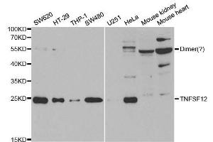 Western blot analysis of extracts of various cell lines, using TNFSF12 antibody. (TWEAK anticorps  (AA 42-123))