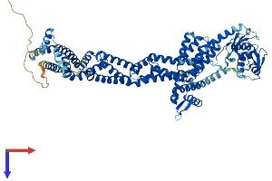AlphaFold protein structure predicition of Human Recombinant CUL1 Protein, UniprotID Q13616