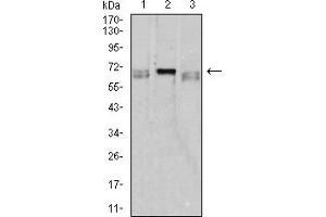 Western blot analysis using CD42B mouse mAb against K562 (1), HL-60 (2), and Ramos (3) cell lysate.