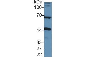 Western Blot; Sample: Rat Cerebrum lysate; Primary Ab: 1µg/ml Rabbit Anti-Human NAGa Antibody Second Ab: 0. (NAGA anticorps  (AA 18-217))