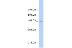 WB Suggested Anti-TLR6 Antibody Titration: 0.
