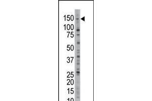 Antibody is used in Western blot to detect USP28 in Jurkat cell lysate.