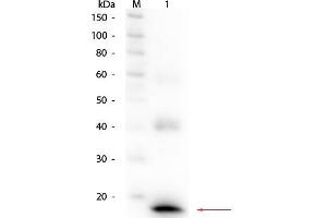 Western Blot of Rabbit anti-Mouse IL-1ß Antibody Biotin Conjugated.