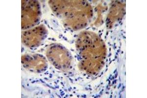 Immunohistochemistry analysis in human stomach tissue (Formalin-fixed, Paraffin-embedded) using MORN5 Antibody (C-term), followed by peroxidase conjugated secondary antibody and DAB staining. (MORN5 anticorps  (C-Term))