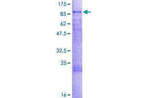 Image no. 1 for RNA Binding Motif Protein 14 (RBM14) (AA 1-669) protein (GST tag) (ABIN1317581)