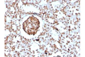 Formalin-fixed, paraffin-embedded Mouse BrdU-incorporated Kidney stained with BrdU Rabbit Recombinant Monoclonal Antibody (BRD2888R). (Recombinant BrdU anticorps)