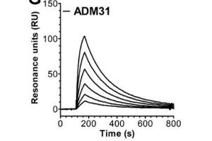 Identification of monoclonal Abs that block albumin binding to hFcRn. (FcRn anticorps)