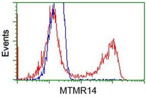 HEK293T cells transfected with either RC207732 overexpress plasmid (Red) or empty vector control plasmid (Blue) were immunostained by anti-MTMR14 antibody (ABIN2453333), and then analyzed by flow cytometry. (MTMR14 anticorps)