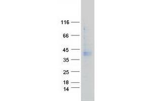 Validation with Western Blot (GPRC5A Protein (Myc-DYKDDDDK Tag))