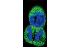 Immunofluorescence (IF) image for anti-Protein tyrosine Phosphatase, Receptor Type, J (PTPRJ) antibody (ABIN2996010)