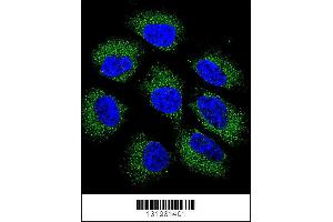 Confocal immunofluorescent analysis of GSR Antibody with NCI-H460 cell followed by Alexa Fluor 488-conjugated goat anti-rabbit lgG (green). (GS (AA 380-408), (C-Term) anticorps)