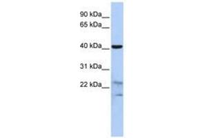 Image no. 1 for anti-Secernin 2 (SCRN2) (N-Term) antibody (ABIN6741461)