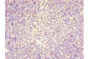 Immunohistochemistry of paraffin-embedded human thymus tissue using ABIN7147370 at dilution of 1:100 (Centromere Protein X (CENPX) (AA 1-63) anticorps)