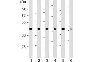 Western blot testing of 1) human 293, 2) (h) HeLa, 3) (h) MDA-MB-231, 4) rat H-4-II-E, 5) (h) HCT-116 and 6) mouse C2C12 cell lysate with TBP antibody at 1:2000. (TBP anticorps)