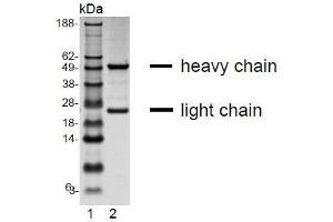 SDS-PAGE analysis of purified E7 monoclonal antibody.