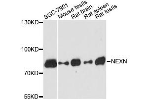 Western blot analysis of extracts of various cell lines, using NEXN antibody.