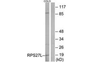 Western blot analysis of extracts from COLO cells, using RPS27L Antibody. (RPS27L anticorps  (AA 1-50))