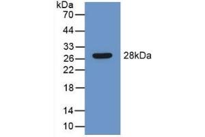 Detection of Recombinant LEI, Mouse using Polyclonal Antibody to Leukocyte Elastase Inhibitor (LEI) (SERPINB1 anticorps  (AA 184-368))